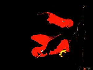 Peru Prints: Andean Cock-of-the-Rocks displaying in cloud forest Manu Amazonia Peru