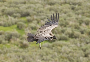 Andean Condor Vultur gryphus immature Patagonian Chile November Andean Condor Vultur gryphus immature Patagonian Chile November