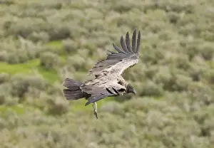 Andean Condor Vultur gryphus immature Patagonian Chile November