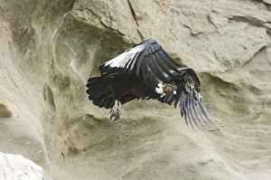 Andean Condor Vultur gryphus male leaving roosting ledge S.Chile November Andean Condor Vultur gryphus male leaving roosting ledge S.Chile November