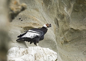 Andean Condor Vultur gryphus male on roosting ledge S.Chile November Andean Condor Vultur gryphus male on roosting ledge S.Chile November