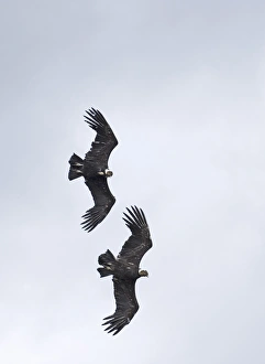 Andean Condor Vultur gryphus pair in display flight Patagonian Chile November Andean Condor Vultur gryphus pair in display flight Patagonian Chile November