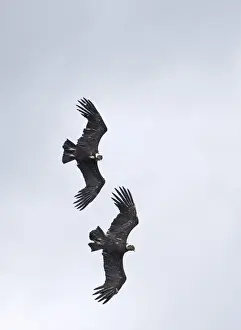 Courtship Prints: Andean Condor Vultur gryphus pair in display flight Patagonian Chile November