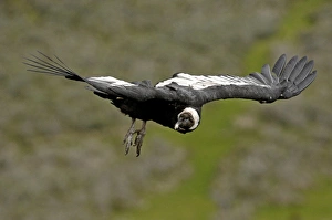South America Prints: Andean Condor (Vultur gryphus) Patagonia Chile