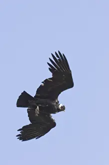 Chile Prints: Andean Condor Vultur gryphus Patagonian Chile November