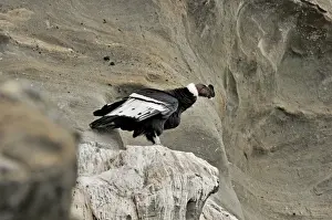 : Andean Condor (Vultur gryphus) on roosting ledge on side of cliff Patagonia Chile
