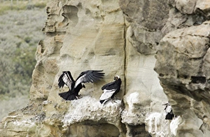 Andean Condor Vultur gryphus on roosting ledge S.Chile November Andean Condor Vultur gryphus on roosting ledge S.Chile November