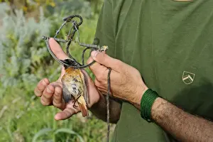European Prints: Andrea Rutigliano activist from KABS (Campaign against Bird Slaughter) holding a