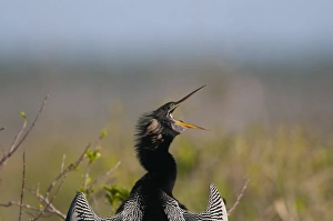Anhinga, Anhinga anhinga or American Darter Anhinga Trail Florida Everglades Anhinga, Anhinga anhinga or American Darter Anhinga Trail Florida Everglades