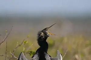 Everglades Prints: Anhinga, Anhinga anhinga or American Darter Anhinga Trail Florida Everglades