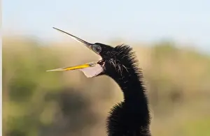 Anhinga, Anhinga anhinga or American Darter Anhinga Trail Florida Everglades