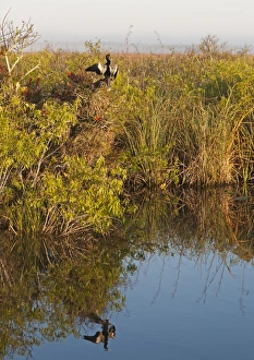Anhinga in Everglades landscape on Anhinga Trail Florida Everglades Anhinga in Everglades landscape on Anhinga Trail Florida Everglades