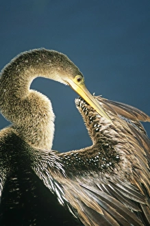 Everglades Prints: Anhinga preening Florida Everglades USA