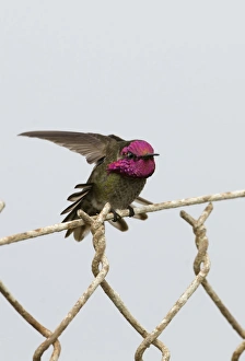 Annas Hummingbird Calypte anna on garden fence San Diego California USA Annas Hummingbird Calypte anna on garden fence San Diego California USA