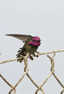 Hummingbird Prints: Annas Hummingbird Calypte anna on garden fence San Diego California USA