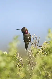 Annas Hummingbird Calypte anna San Diego California USA April