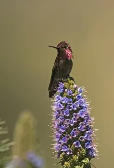 Hummingbird Prints: Annas Hummingbird Calypte anna San Diego California USA April