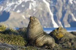 Antarctic Fur Seal Arctocephalus gazella beachmaster South Georgia November Antarctic Fur Seal Arctocephalus gazella beachmaster South Georgia November