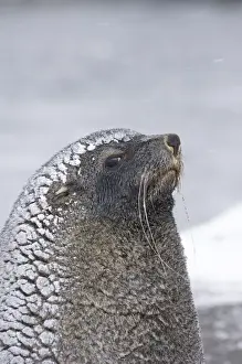 Images Dated 2006 November: Antarctic Fur Seal Arctocephalus gazella South Georgia October