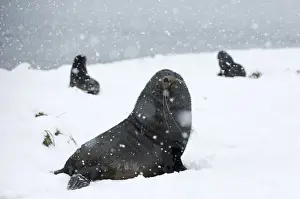 South Georgia Prints: Antarctic Fur Seals Atrocephalus gazella Grytviken South Georgia November