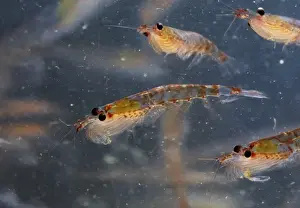 Antarctic Krill Euphausia superba Antarctica January