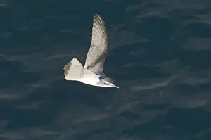 South Georgia Prints: Antarctic Prion Pachyptila desolata off South Georgia NOvember