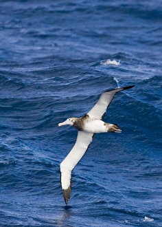 Antipodean Albatross Diomedea [exulans} antipodensis midway between Falklands & S Antipodean Albatross Diomedea [exulans} antipodensis midway between Falklands & S