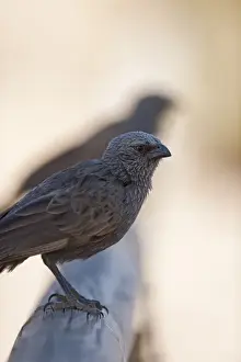 Australia Prints: Apostlebird Struthidea cinerea Queensland Australia