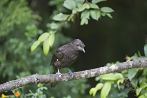 Bird Prints: Archbolds Bowerbird Archboldia paupensis Western Highlands Papua New Guinea