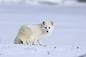 Arctic Fox Alopex lagopus native to Arctic regions of Asia, Europe & North America (C) Arctic Fox Alopex lagopus native to Arctic regions of Asia, Europe & North America (C)
