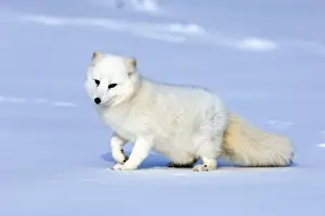 Arctic Fox Alopex lagopus native to Arctic regions of Asia, Europe & America (C)
