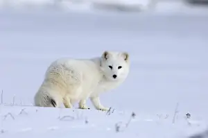 Arctic Fox Alopex lagopus native to Arctic regions of Asia, Europe & North America (C)