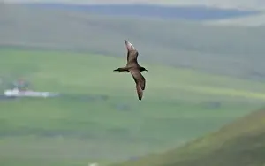 Shetland Prints: Arctic Skua (Parasitic Jeager) Stercorarius parasiticus Unst Shetland June