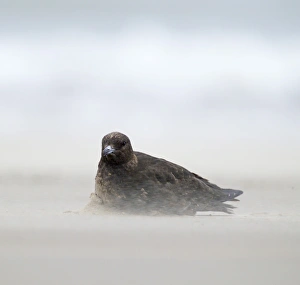 Arctic Skua, sitting out gale force winds on beach at New Brighton, Wirral, September 22 Arctic Skua, sitting out gale force winds on beach at New Brighton, Wirral, September 22