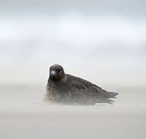 Skua Prints: Arctic Skua, sitting out gale force winds on beach at New Brighton, Wirral, September 22