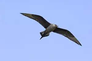 Mousa Prints: Arctic Skua Stercorarius parasiticus dark morph Mousa Shetland spring