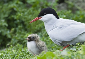 Arctic Tern with chick Inner Farne Northumberland