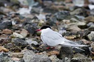 Tern Prints: Arctic Tern Sterna paradisaea adult Shetland Scotland May