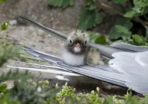 Arctic Tern Sterna paradisaea with chick Inner Farne Northumberland July UK