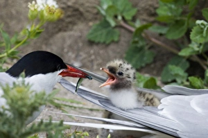 Arctic Tern Sterna paradisaea feeding chick Inner Farne Northumberland July UK Arctic Tern Sterna paradisaea feeding chick Inner Farne Northumberland July UK