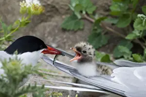 Feeding Prints: Arctic Tern Sterna paradisaea feeding chick Inner Farne Northumberland July UK