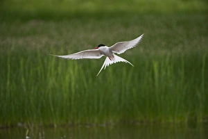 Arctic Tern Sterna paradisaea fishing on loch Fetlar Shetland June Arctic Tern Sterna paradisaea fishing on loch Fetlar Shetland June