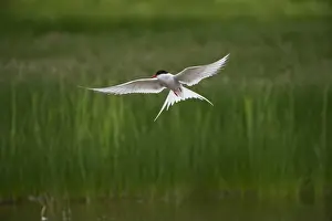 Shetland Prints: Arctic Tern Sterna paradisaea fishing on loch Fetlar Shetland June