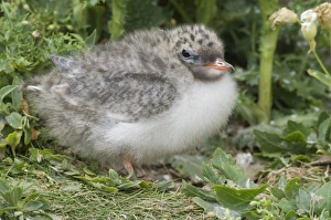 Arctic Tern Sterna paradisaea fledgling Inner Farne Northumberland Arctic Tern Sterna paradisaea fledgling Inner Farne Northumberland