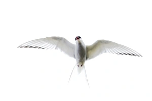 Shetland Prints: Arctic Tern Sterna paradisaea Shetland UK June