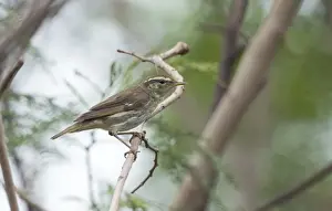 Arctic Warbler Phylloscopus borealis Candaba Marsh Philippines