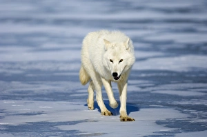 Arctic (White) Wolf native to Ellesmere Island / Greenland January Arctic (White) Wolf native to Ellesmere Island / Greenland January
