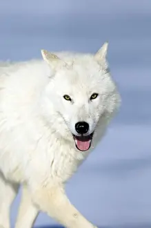 Arctic (White) Wolf native to Ellesmere Island / Greenland January