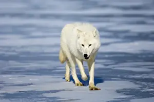 Arctic (White) Wolf native to Ellesmere Island / Greenland January