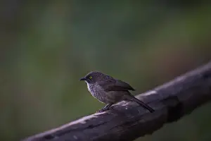 Kenya Prints: Arrow-marked Babbler Turdoides jardinell Masai Mara Kenya